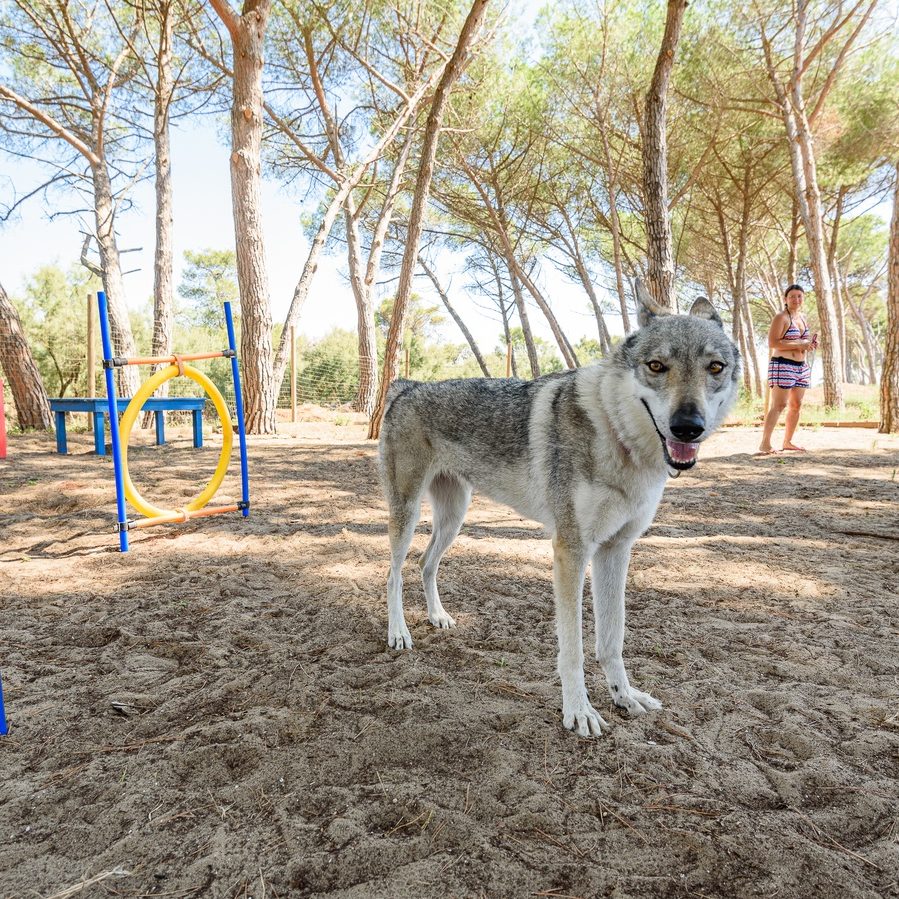Villaggio Dog Friendly