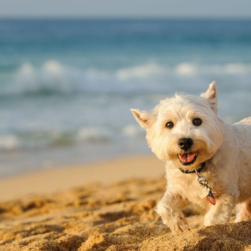 Dog beach Toscana