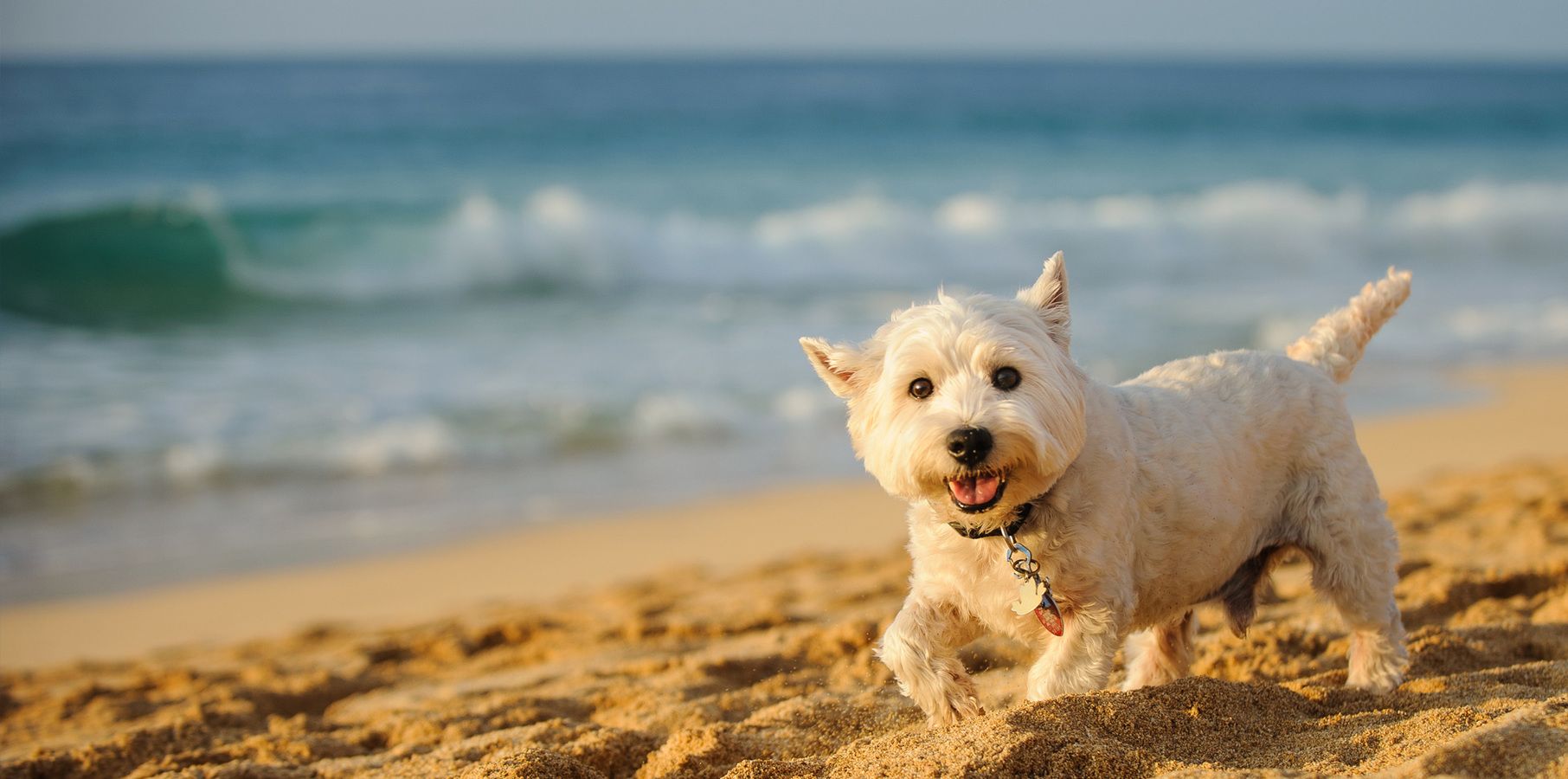 Dog beach Toscana