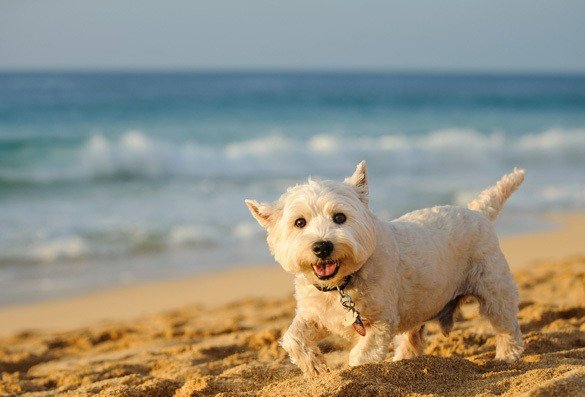 Dog Beach