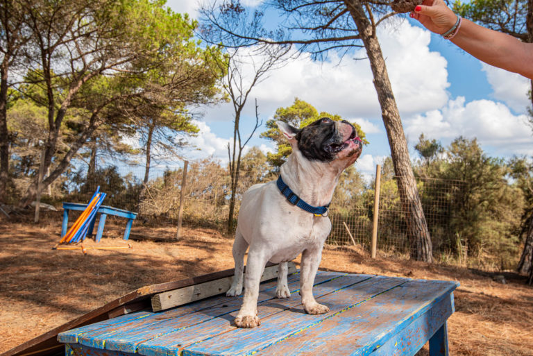 Dog Friendly — foto 3